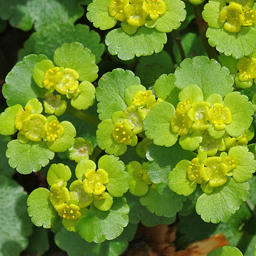 Wechselblättriges Milzkraut / Chrysosplenium alternifolium