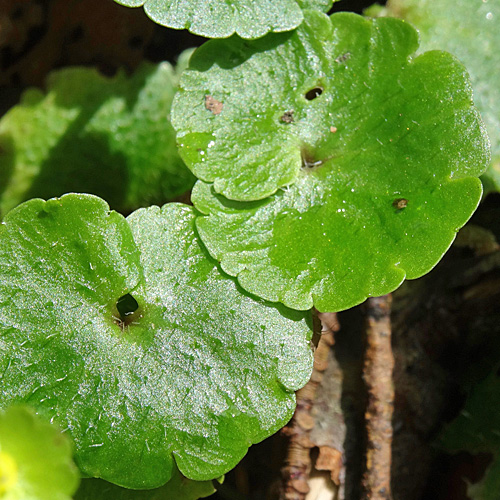 Wechselblättriges Milzkraut / Chrysosplenium alternifolium