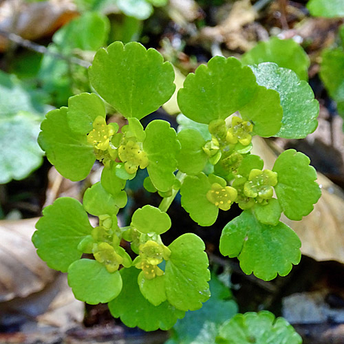 Gegenblättriges Milzkraut / Chrysosplenium oppositifolium