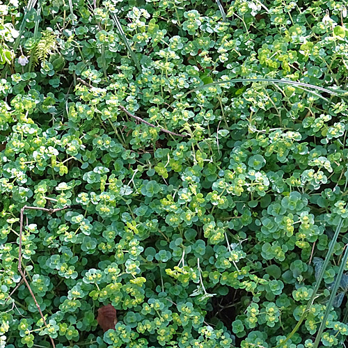 Gegenblättriges Milzkraut / Chrysosplenium oppositifolium