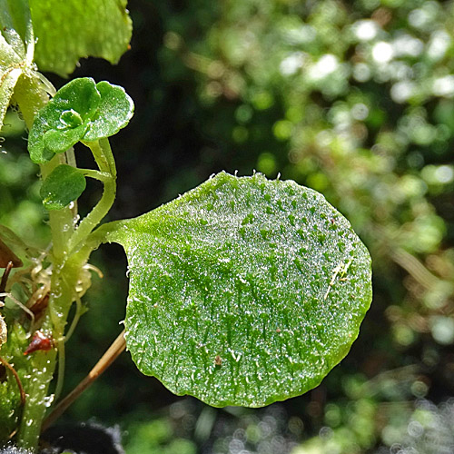 Gegenblättriges Milzkraut / Chrysosplenium oppositifolium