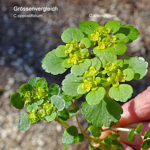 Gegenblättriges Milzkraut / Chrysosplenium oppositifolium