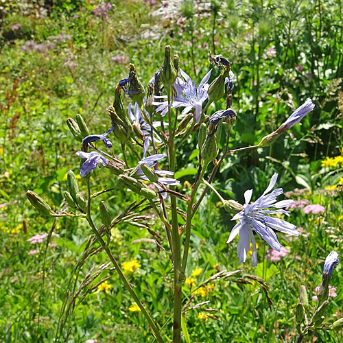 Plumiers Milchlattich / Cicerbita plumieri