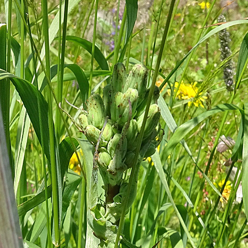 Plumiers Milchlattich / Cicerbita plumieri