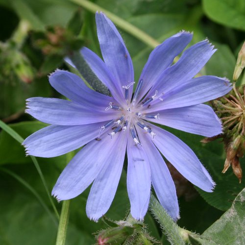 Gemeine Wegwarte / Cichorium intybus