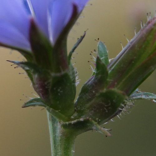 Gemeine Wegwarte / Cichorium intybus