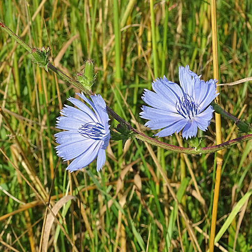 Gemeine Wegwarte / Cichorium intybus