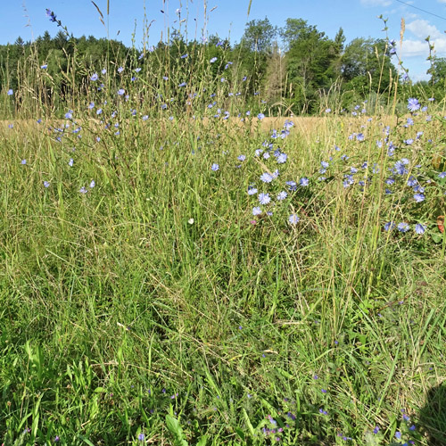 Gemeine Wegwarte / Cichorium intybus