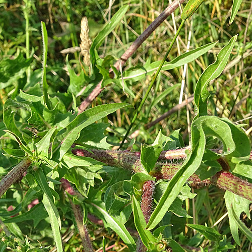 Gemeine Wegwarte / Cichorium intybus