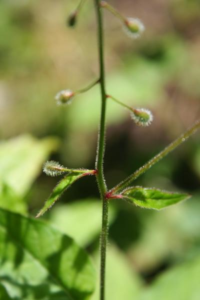 Grosses Hexenkraut / Circaea lutetiana