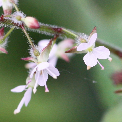 Grosses Hexenkraut / Circaea lutetiana