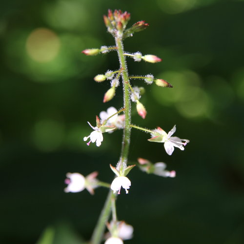 Grosses Hexenkraut / Circaea lutetiana