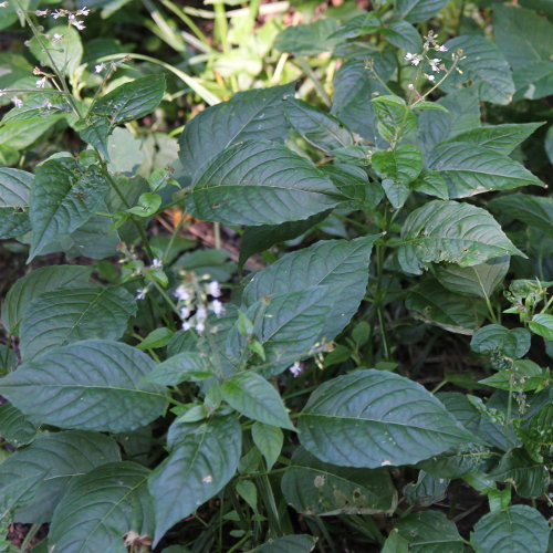 Grosses Hexenkraut / Circaea lutetiana