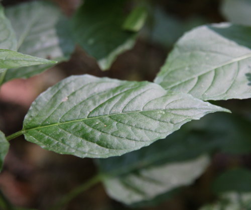 Grosses Hexenkraut / Circaea lutetiana