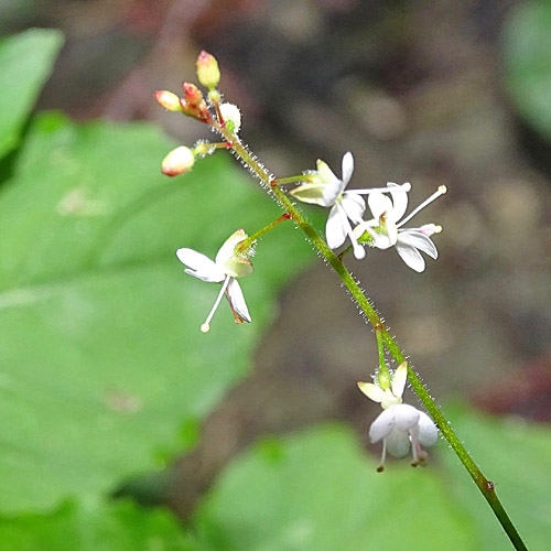 Mittleres Hexenkraut / Circaea x intermedia