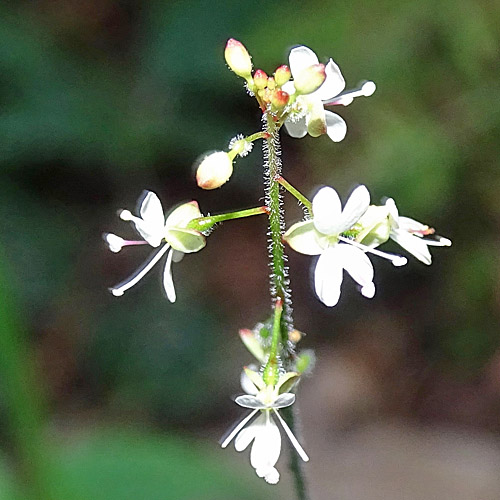 Mittleres Hexenkraut / Circaea x intermedia