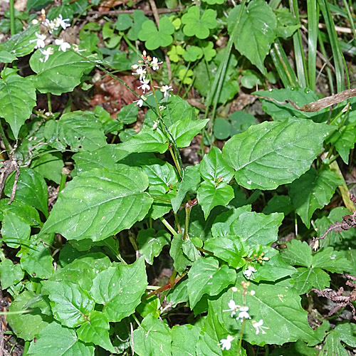 Mittleres Hexenkraut / Circaea x intermedia