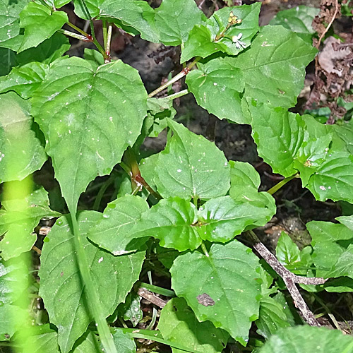 Mittleres Hexenkraut / Circaea x intermedia