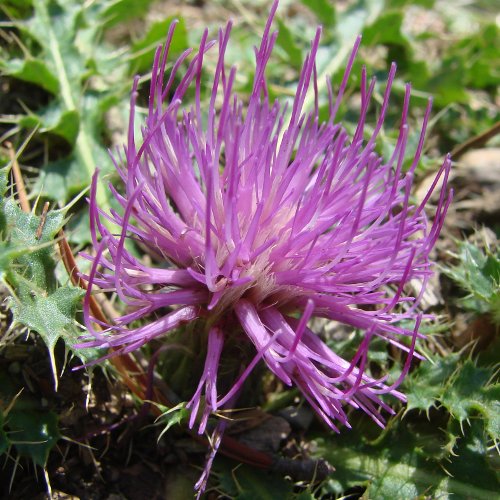 Stängellose Kratzdistel / Cirsium acaule