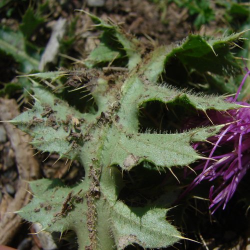 Stängellose Kratzdistel / Cirsium acaule