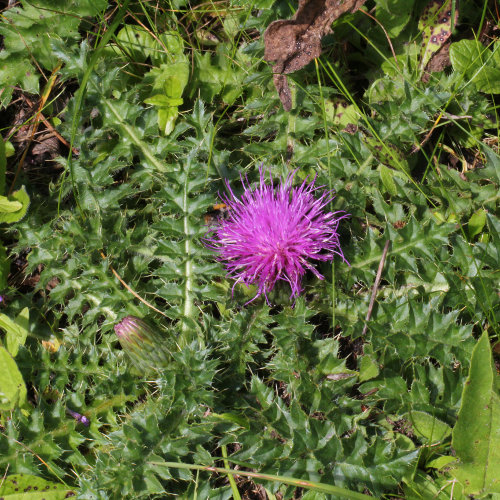 Stängellose Kratzdistel / Cirsium acaule