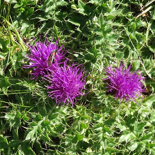 Stängellose Kratzdistel / Cirsium acaule