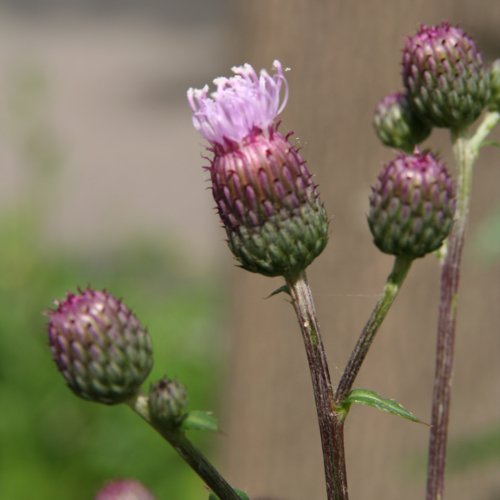 Acker-Kratzdistel / Cirsium arvense