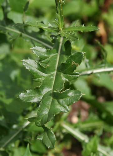 Acker-Kratzdistel / Cirsium arvense