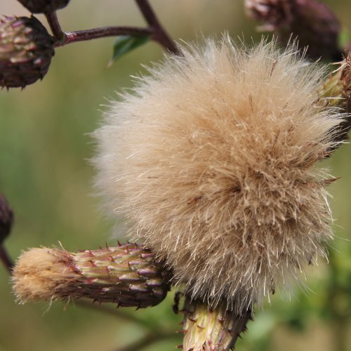 Acker-Kratzdistel / Cirsium arvense