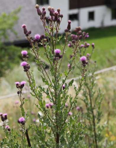 Acker-Kratzdistel / Cirsium arvense