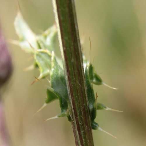 Acker-Kratzdistel / Cirsium arvense