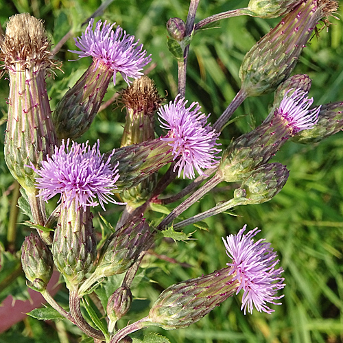 Acker-Kratzdistel / Cirsium arvense