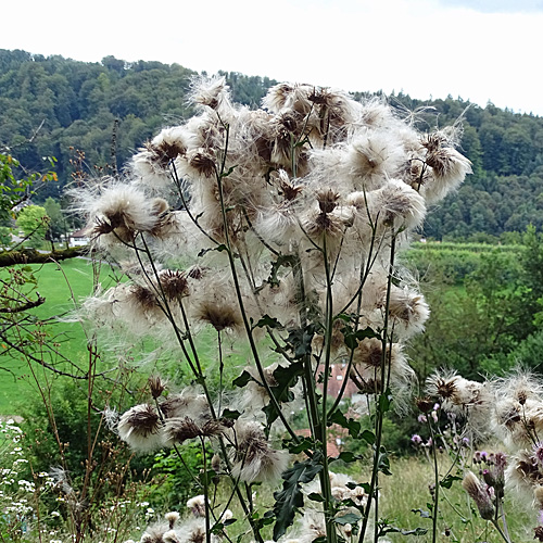 Acker-Kratzdistel / Cirsium arvense