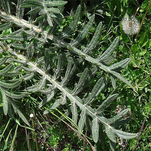 Wollköpfige Kratzdistel / Cirsium eriophorum