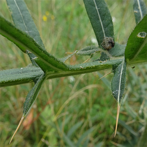 Wollköpfige Kratzdistel / Cirsium eriophorum