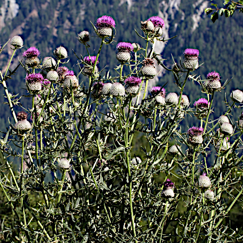 Wollköpfige Kratzdistel / Cirsium eriophorum