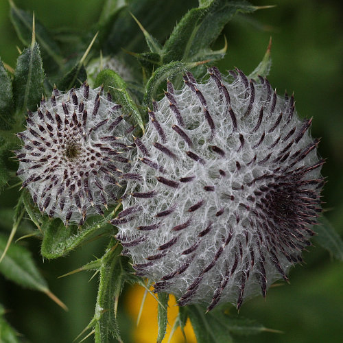 Wollköpfige Kratzdistel / Cirsium eriophorum