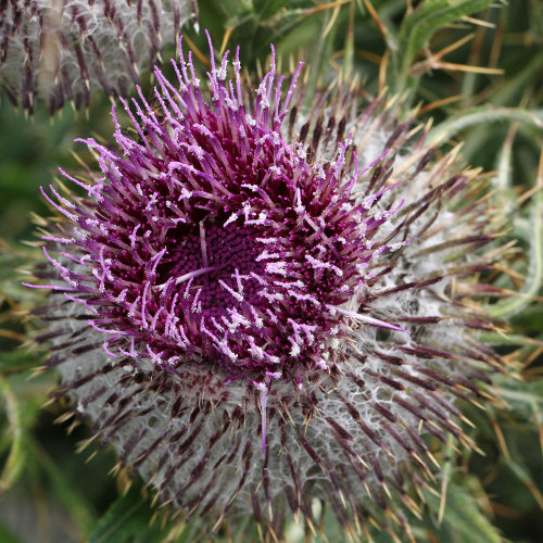 Wollköpfige Kratzdistel / Cirsium eriophorum