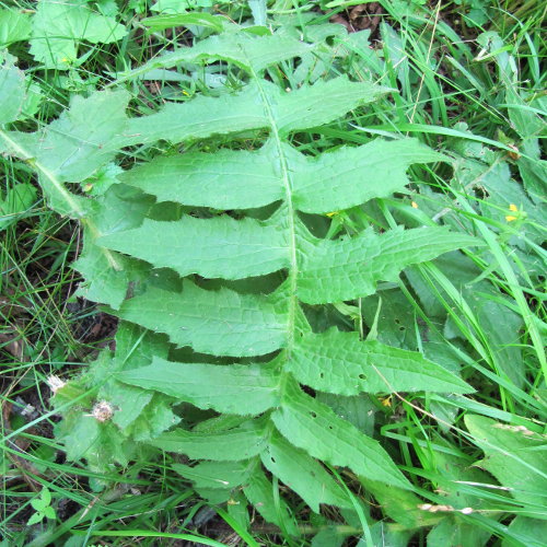 Klebrige Kratzdistel / Cirsium erisithales