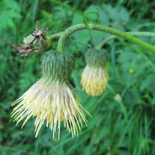 Klebrige Kratzdistel / Cirsium erisithales