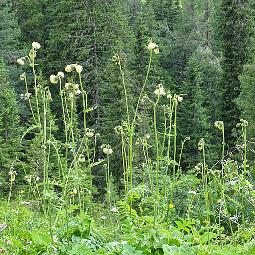 Klebrige Kratzdistel / Cirsium erisithales