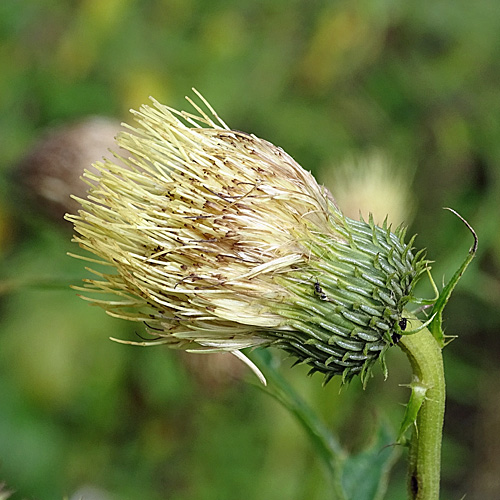 Klebrige Kratzdistel / Cirsium erisithales