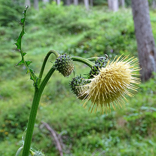 Klebrige Kratzdistel / Cirsium erisithales