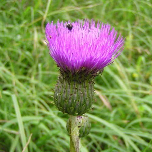 Verschiedenblättrige Kratzdistel / Cirsium helenioides