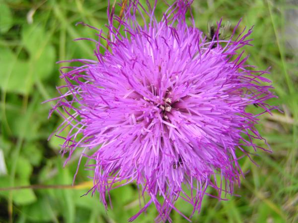 Verschiedenblättrige Kratzdistel / Cirsium helenioides