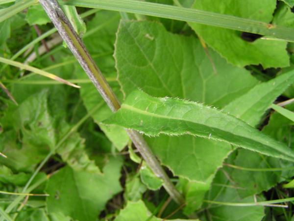 Verschiedenblättrige Kratzdistel / Cirsium helenioides