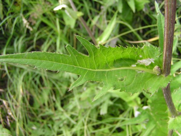 Verschiedenblättrige Kratzdistel / Cirsium helenioides