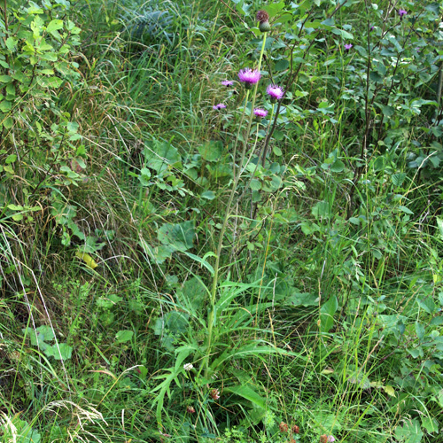 Verschiedenblättrige Kratzdistel / Cirsium helenioides