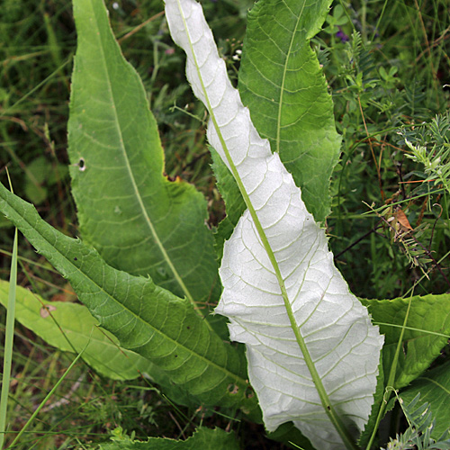 Verschiedenblättrige Kratzdistel / Cirsium helenioides