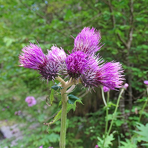 Berg-Kratzdistel / Cirsium montanum